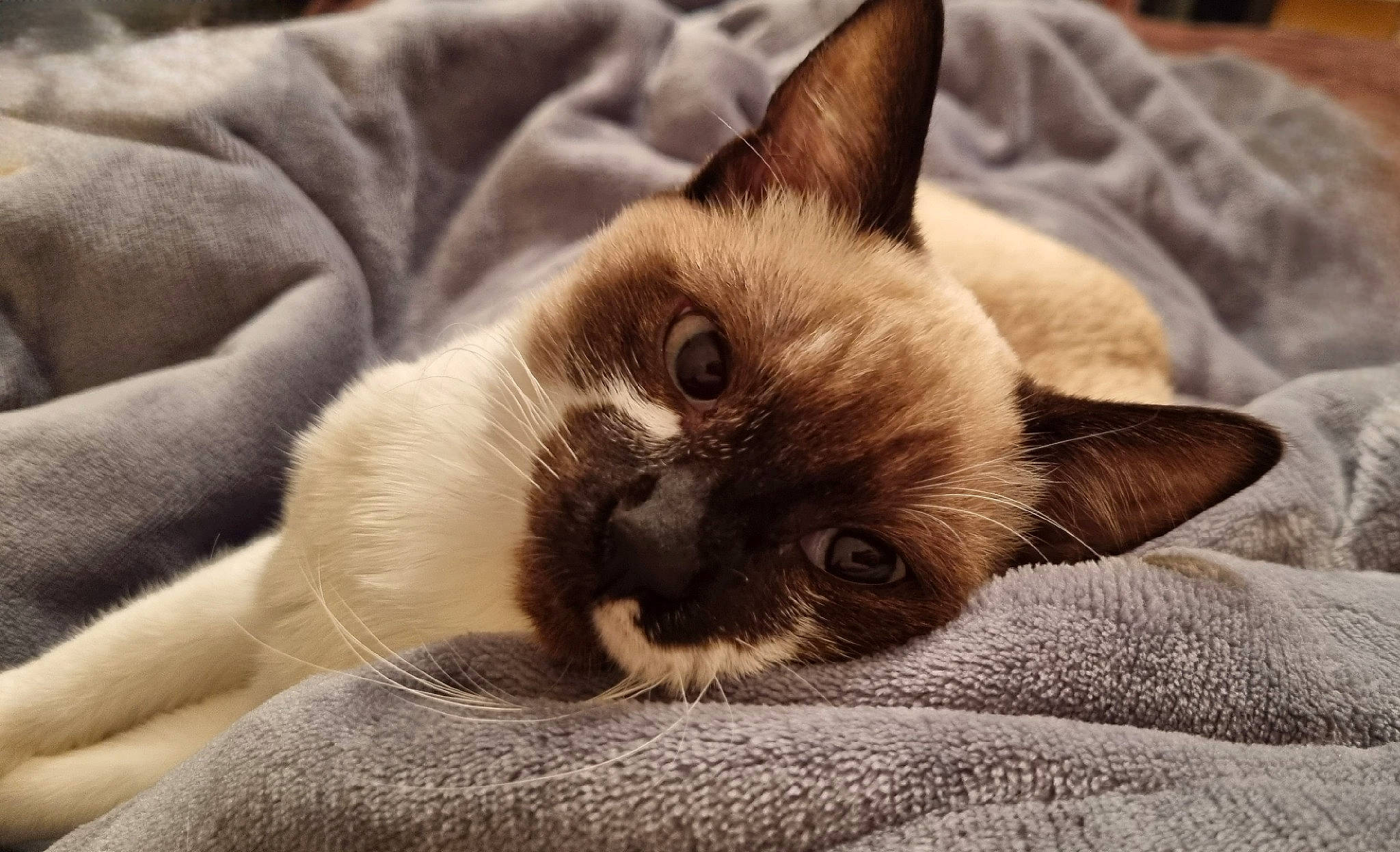 Indiana Jones participe au concours pour gagner de l'argent avec cette photo : balinese, birman, carnivore, cat, cat_supply, comfort, fawn, felidae, fur, iris, linens, nap, paw, siamese, small_to_medium_sized_cats, snout, tail, terrestrial_animal, whiskers