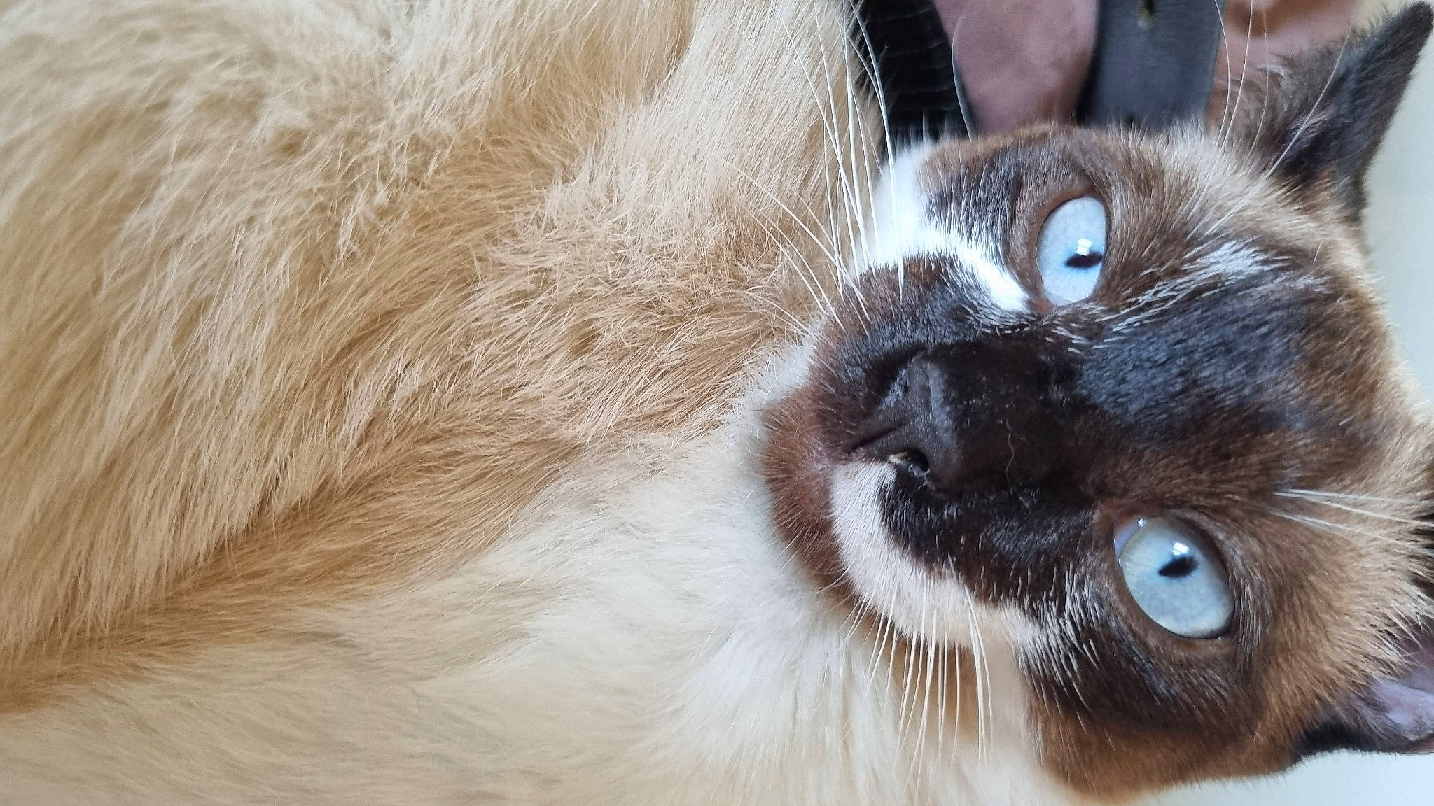 Indiana Jones a rejoint le concours — aidez-le/la à gagner de superbes lots ! balinese, birman, carnivore, cat, comfort, domestic_short_haired_cat, ear, eye, fawn, felidae, fur, head, siamese, small_to_medium_sized_cats, snout, terrestrial_animal, thai, whiskers