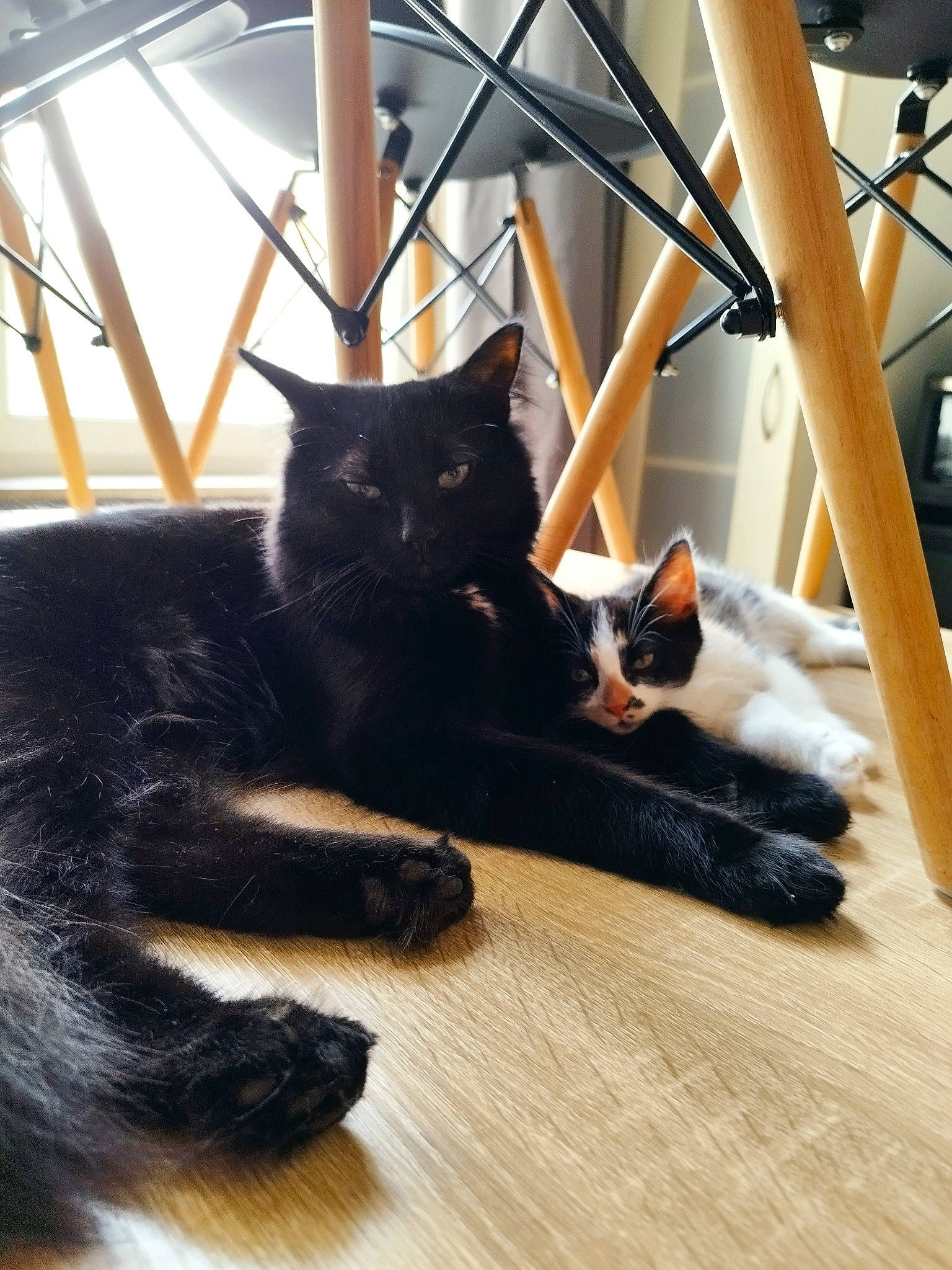 Milow participe au concours pour gagner de l'argent avec cette photo : black_cat, bombay, carnivore, cat, comfort, domestic_short_haired_cat, felidae, flooring, fur, hardwood, laminate_flooring, mammal, small_to_medium_sized_cats, snout, stairs, tail, vertebrate, whiskers, wood, wood_flooring