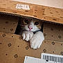 Reggie joined the competition — help win amazing prizes! cat, cardboard_box, paws, curious, animal, pet, indoor, peeking, cute, whiskers, feline, playful, closeup, brown, white, box, hiding, eyes, nose, claws