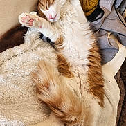 Reggie is registered to the contest to win money with this photo: cat, sleeping, orange_tabby, white_fur, fluffy, pet, paw_pads, cozy, blanket, furniture, indoor, relaxed, cute, soft, tail, fur, animal, resting, comfort, pink_nose
