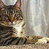 cat, tabby, pet, animal, feline, whiskers, ears, paws, carpet, indoor, relaxed, closeup, fur, striped, green_eyes, laying_down, domestic_animal, cute, household, portrait