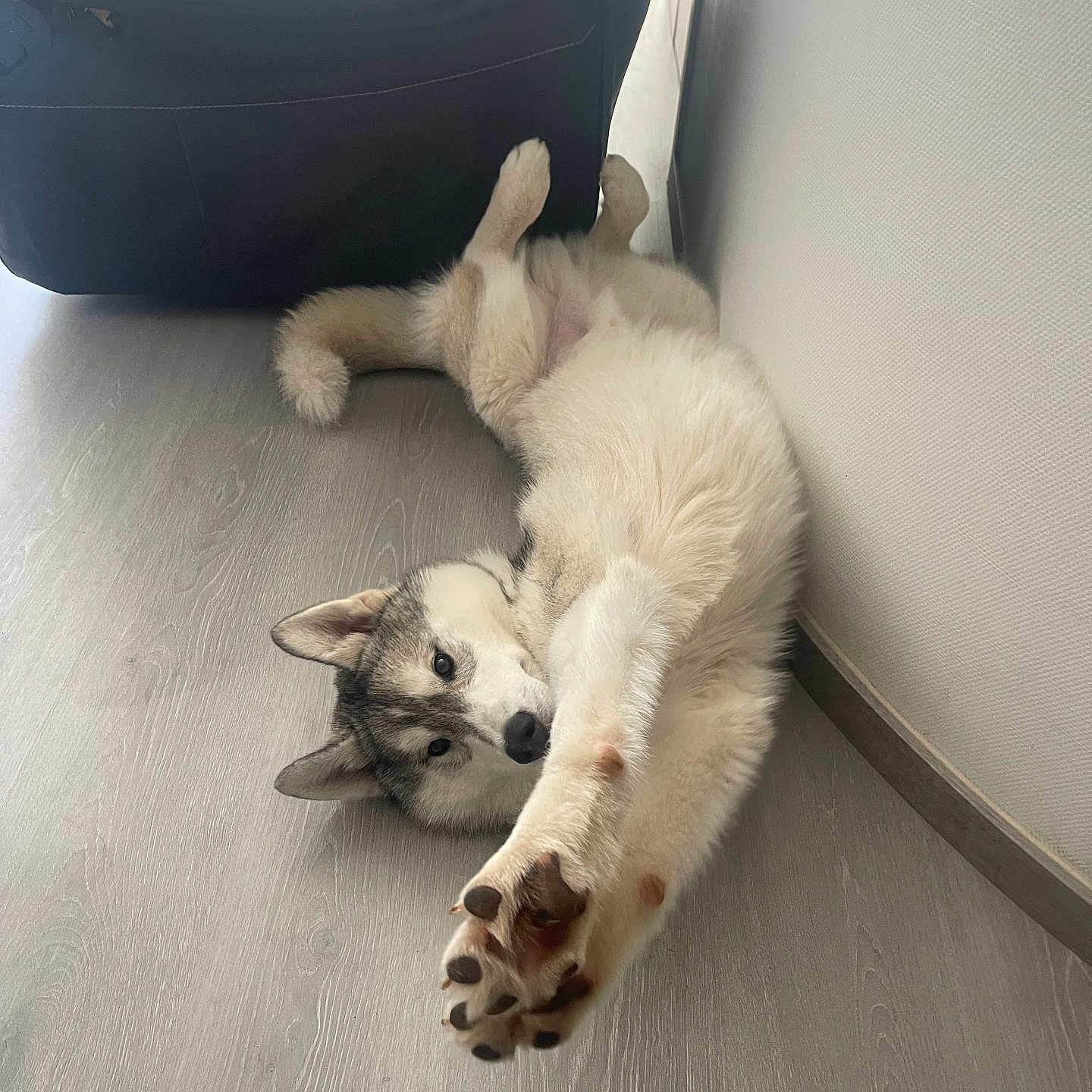 Uziel participe au concours pour gagner de l'argent avec cette photo : animal, canine, cat, cockerspaniel, dog, dogbed, eskimodog, husky, indoors, interiordesign, kitten, papillon, person, pet, puppy, sleeping, walkingdog, window, windowsill, wood