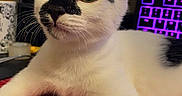 Jester joined the competition — help win amazing prizes! cat, black_and_white, pet, animal, feline, close_up, indoor, computer, keyboard, monitor, technology, curious, alert, whiskers, face, ears, paw, red_surface, background, cute