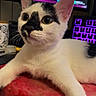 cat, black_and_white, pet, animal, feline, close_up, indoor, computer, keyboard, monitor, technology, curious, alert, whiskers, face, ears, paw, red_surface, background, cute