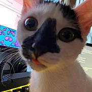 Jester is registered to the contest to win money with this photo: cat, close_up, black_and_white, ears, eyes, face, computer, keyboard, screen, technology, indoor, pet, animal, curious, whiskers, feline, monitor, gaming_keyboard, lighting, background