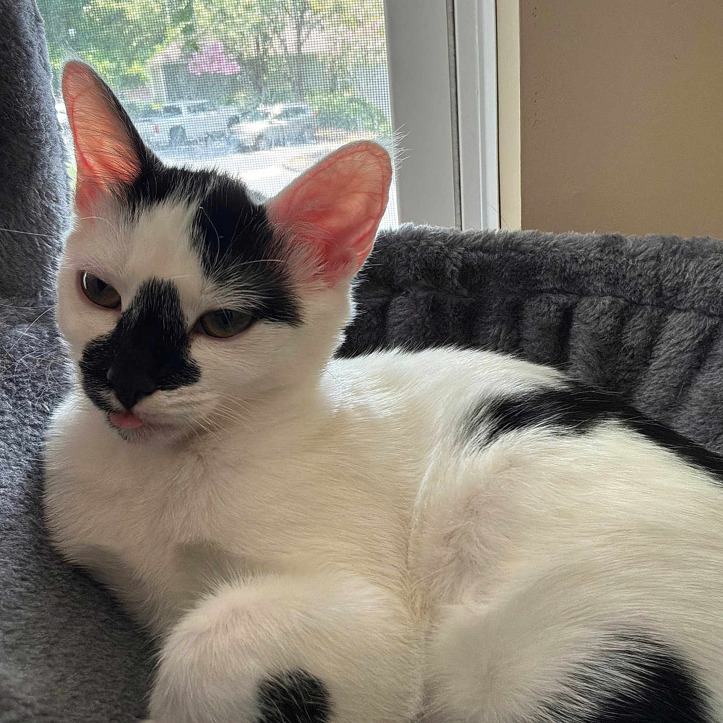 Jester is registered to the contest to win money with this photo: cat, black_and_white, pet, indoor, window, cozy, relaxed, fur, tongue, animal, cute, resting, soft, bed, domestic, whiskers, ears, sleepy, comfort, feline