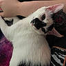 Jester is registered to the contest to win money with this photo: cat, white_cat, black_spots, tattoo, arm, resting, curious, pet, animal, indoor, close_up, feline, fur, person, hand, relaxing, looking, cute, domestic_animal, cozy