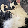 Jester is registered to the contest to win money with this photo: cat, kitten, sleeping, black_and_white, fur, paw, nose, whiskers, pet, animal, cozy, blanket, resting, cute, feline, ears, soft, domestic_animal, close_up, relaxing