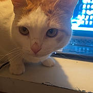 Hermione joined the competition — help win amazing prizes! animal, cat, close_up, computer, curious, desk, domestic, ears, eyes, feline, focus, home, indoor, laptop, orange_and_white, pet, portrait, table, technology, whiskers