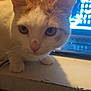 animal, cat, close_up, computer, curious, desk, domestic, ears, eyes, feline, focus, home, indoor, laptop, orange_and_white, pet, portrait, table, technology, whiskers