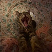 Annie joined the competition — help win amazing prizes! animal, cat, close_up, cozy, cute, dim_light, feline, fur, indoor, leaf_pattern, leopard_print, mouth_open, pattern, pet, sleepy, stretching, tabby_cat, tunnel, whiskers, yawning
