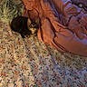 kitten, cat, bed, blanket, floral_pattern, fabric, orange_blanket, cozy, indoor, pet, animal, fur, small, cute, resting, soft, domestic, young, curious, lying_down