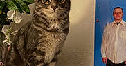 Annie joined the competition — help win amazing prizes! animal, artificial_flowers, brown, cat, cds, curious, ears, eyes, furniture, indoor, man, music, pet, poster, shelf, sitting, striped, tabby_cat, vase, wall