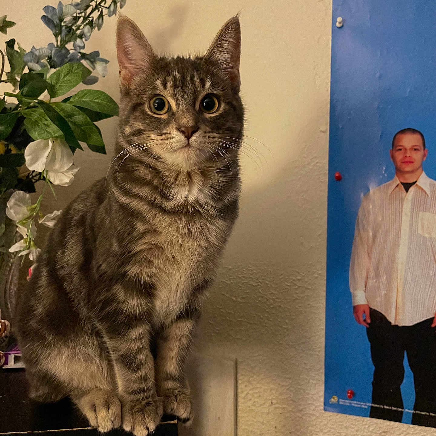 Annie joined the competition — help win amazing prizes! cat, tabby_cat, sitting, indoor, shelf, vase, artificial_flowers, poster, man, cds, music, wall, furniture, curious, pet, animal, brown, striped, ears, eyes