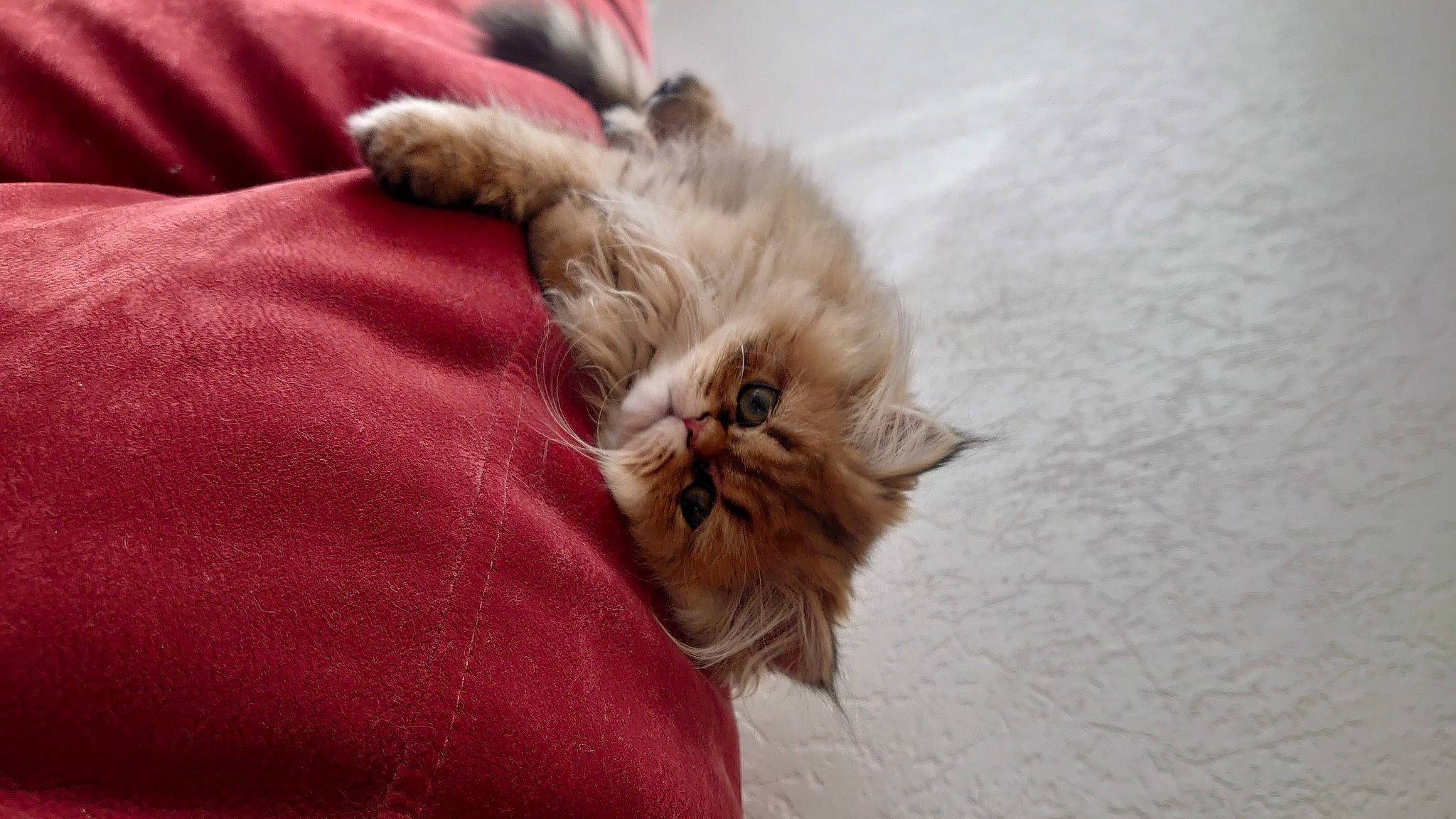 Choupette participe au concours pour gagner de l'argent avec cette photo : canidae, carnivore, cat, claw, comfort, companion_dog, dog_breed, event, felidae, flooring, fur, hardwood, liver, paw, small_to_medium_sized_cats, sporting_group, tail, terrestrial_animal, whiskers, wood