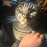Maxxx is registered to the contest to win money with this photo: cat, tabby_cat, pet, animal, feline, whiskers, green_eyes, pointed_ears, close_up, portrait, indoor, sitting, fur, striped_fur, brown_fur, black_fur, human_arm, hand, television, dramatic_lighting