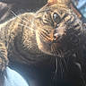 Maxxx is registered to the contest to win money with this photo: cat, tabby_cat, feline, pet, animal, close_up, portrait, whiskers, striped_fur, green_eyes, large_eyes, curious, alert, sunlight, warm_lighting, indoor, cozy, soft_focus, face, photography
