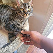 Maxxx joined the competition — help win amazing prizes! cat, tabby_cat, pet, animal, feline, golden_eyes, whiskers, striped_fur, sitting, lounging, cat_tower, scratching_post, carpet, human_hand, paw, indoor, home, window, sunlight, portrait