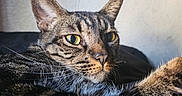 Maxxx joined the competition — help win amazing prizes! cat, tabby_cat, pet, feline, animal, whiskers, green_eyes, golden_eyes, striped_fur, shorthaired, indoors, blanket, bed, lounging, resting, closeup, portrait, sunlight, cozy, alert