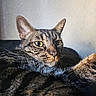 cat, tabby_cat, pet, feline, animal, whiskers, green_eyes, golden_eyes, striped_fur, shorthaired, indoors, blanket, bed, lounging, resting, closeup, portrait, sunlight, cozy, alert