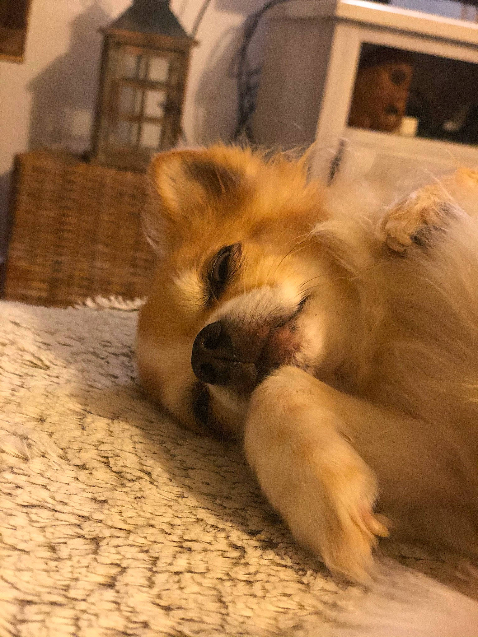 Garfild participe au concours pour gagner de l'argent avec cette photo : canidae, carnivore, companion_dog, dog, dog_breed, fawn, german_spitz, german_spitz_klein, mammal, non_sporting_group, pomeranian, puppy, snout, spitz, tibetan_spaniel, toy_dog