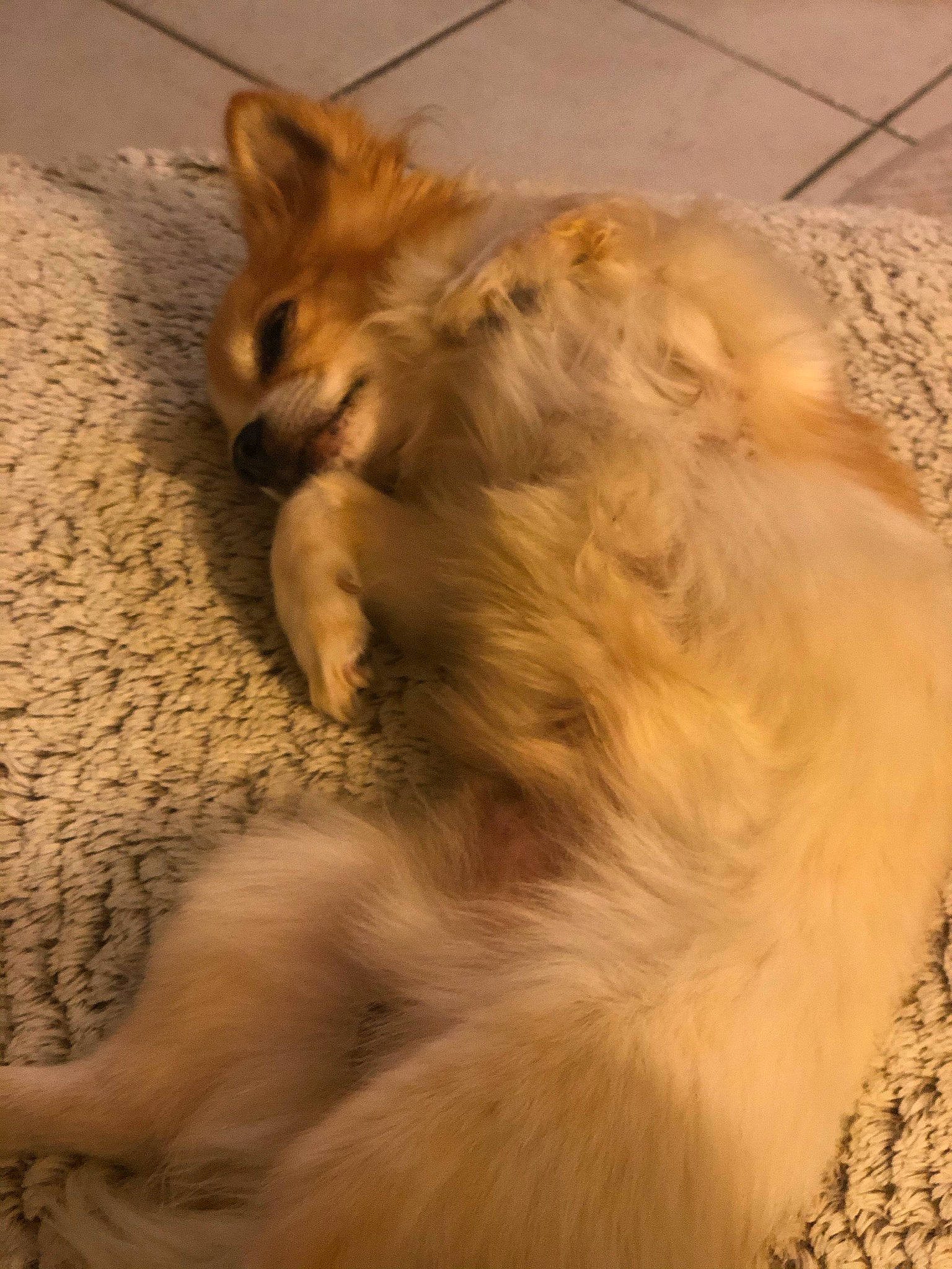 Garfild a rejoint le concours — aidez-le/la à gagner de superbes lots ! canidae, carnivore, dog, dog_breed, fawn, fur, german_spitz, pomeranian, snout, spitz, sporting_group