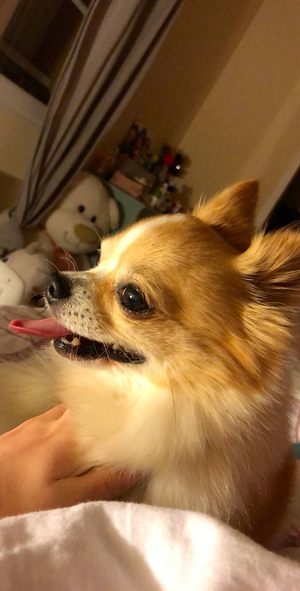 Garfield a rejoint le concours — aidez-le/la à gagner de superbes lots ! canidae, carnivore, chihuahua, companion_dog, dog, dog_breed, ear, fawn, german_spitz_mittel, mammal, papillon, pomeranian, puppy, snout, spitz, toy_dog, vertebrate, whiskers