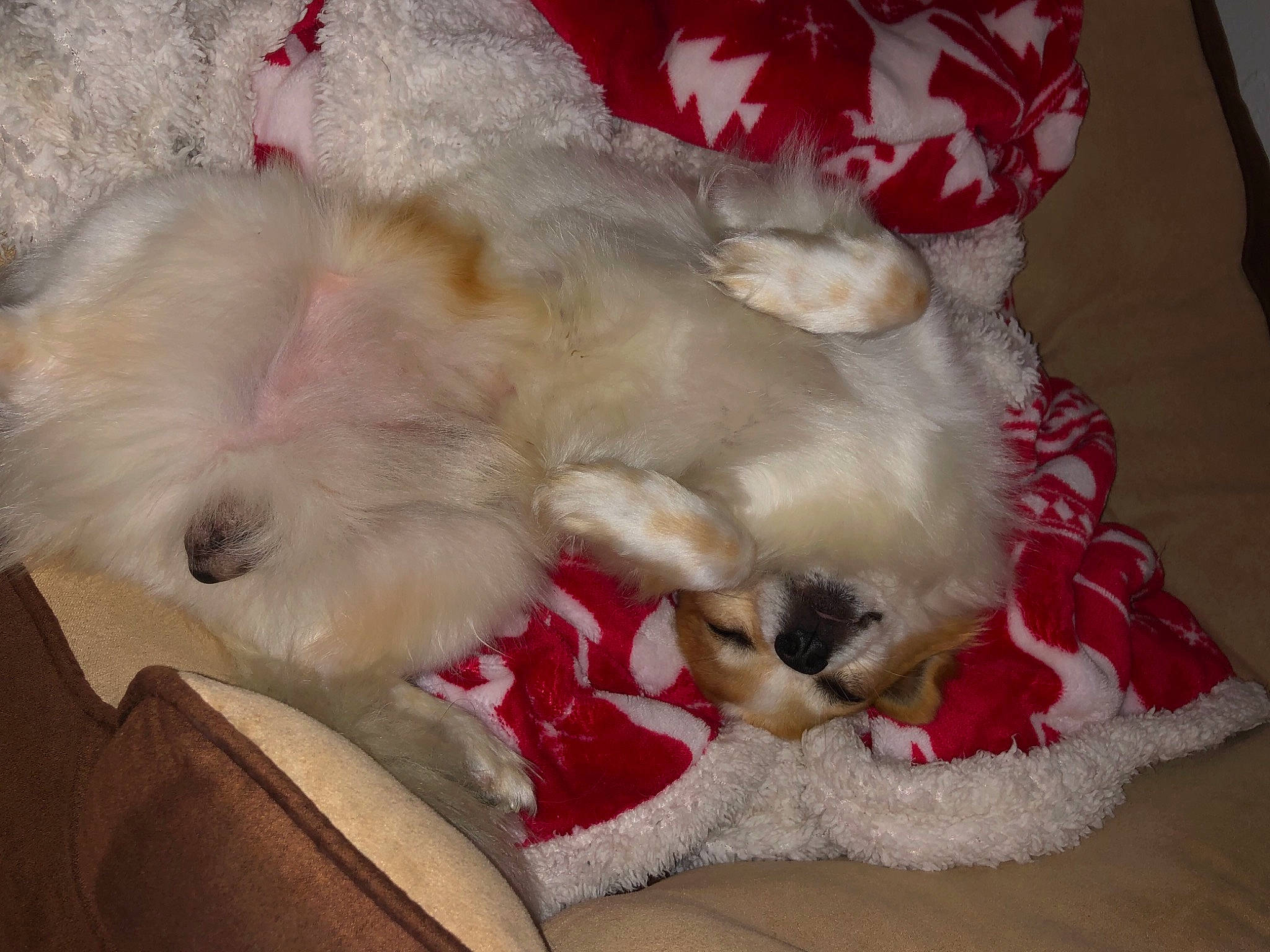 Garfield participe au concours pour gagner de l'argent avec cette photo : bichon, canidae, carnivore, cat, companion_dog, dog, dog_breed, fawn, felidae, lhasa_apso, maltese, mammal, non_sporting_group, puppy, puppy_love, ragdoll, vertebrate