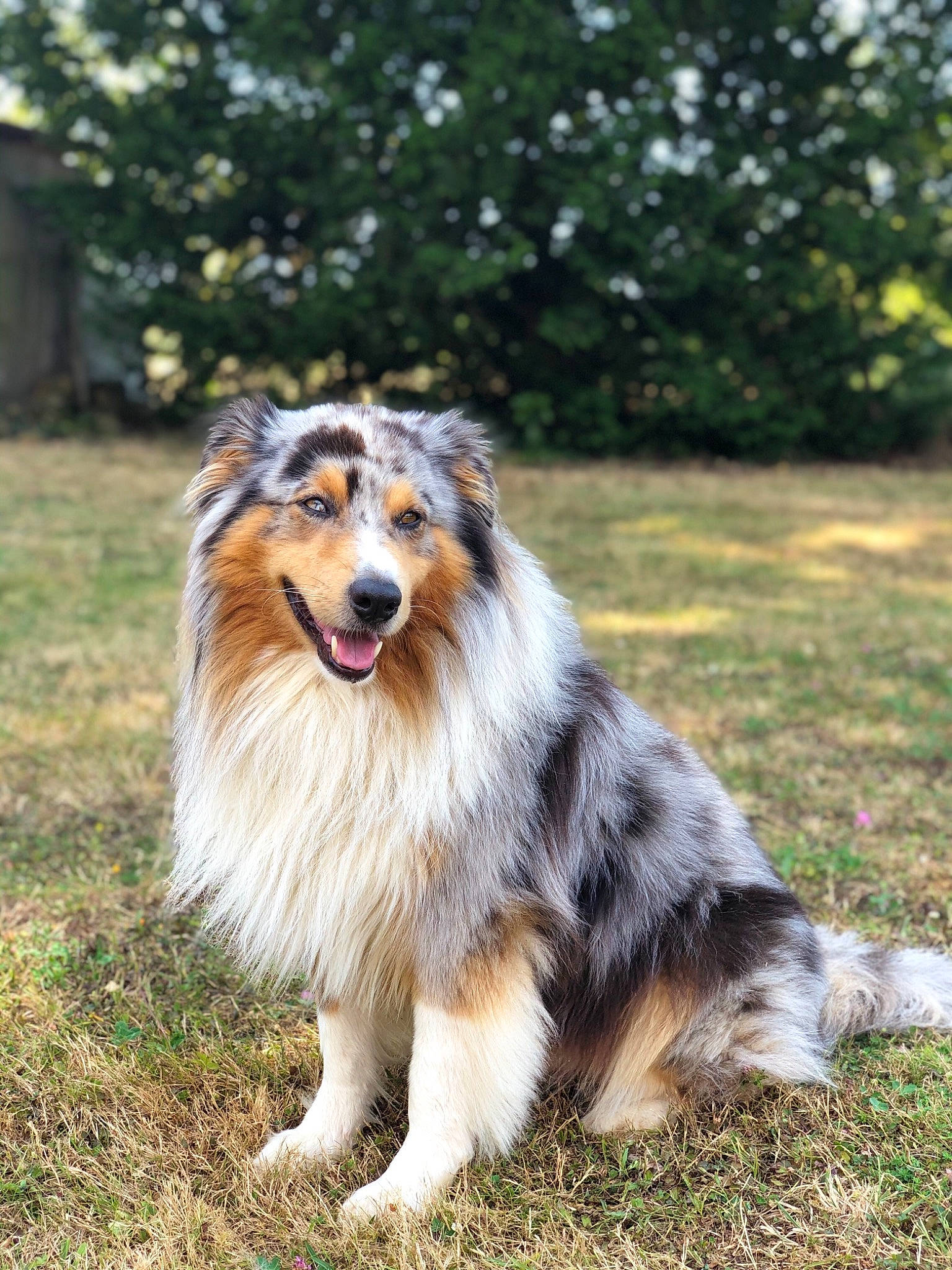 Aston participe au concours pour gagner de l'argent avec cette photo : australian_collie, australian_shepherd, border_collie, canidae, carnivore, collie, companion_dog, dog, dog_breed, herding_dog, mammal, rare_breed_dog, rough_collie, scotch_collie, shetland_sheepdog, vertebrate, working_dog
