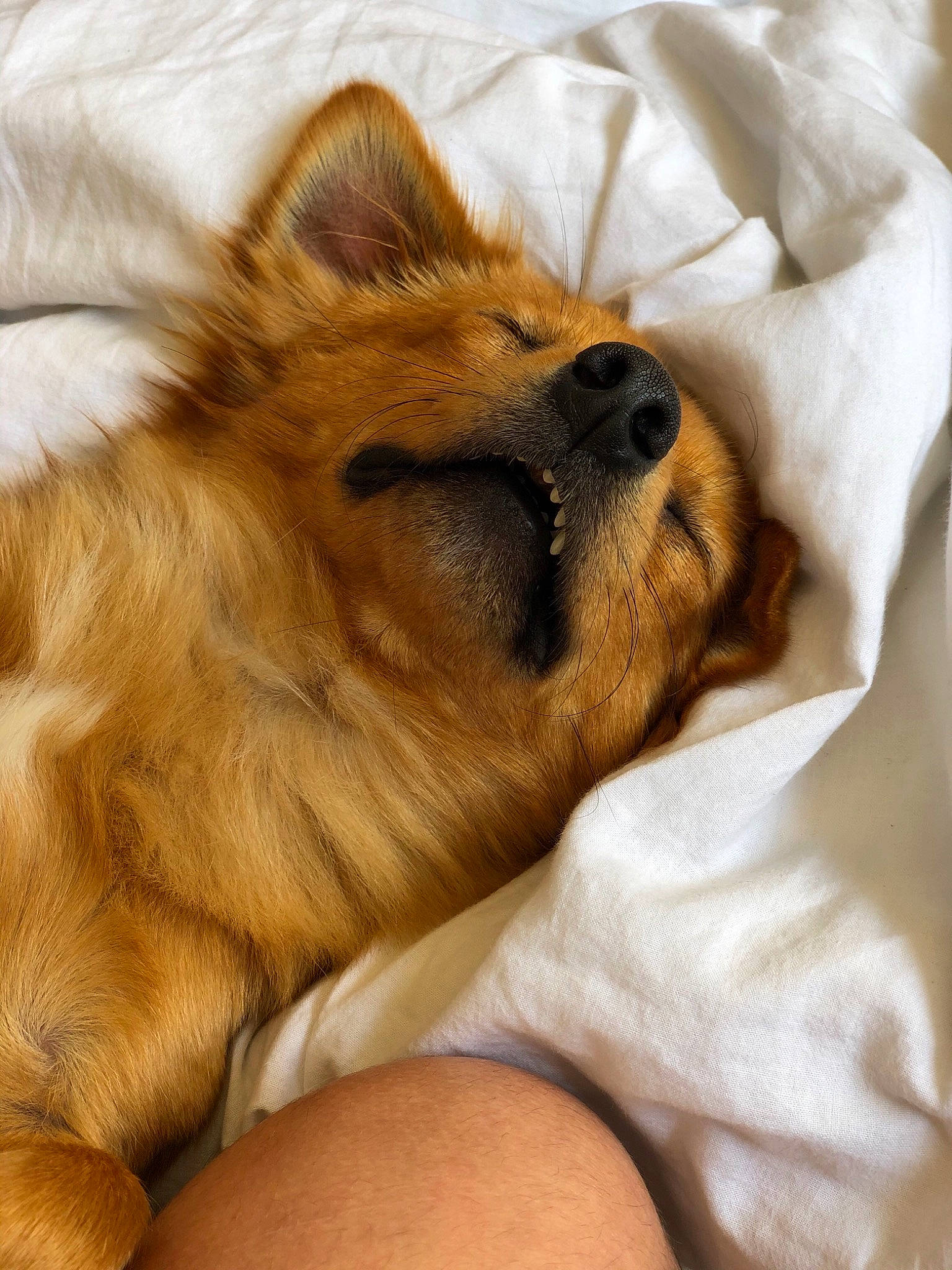 Pato participe au concours pour gagner de l'argent avec cette photo : canidae, carnivore, companion_dog, dog, dog_breed, fawn, fur, german_spitz_mittel, mammal, nap, non_sporting_group, pomeranian, puppy, puppy_love, sleep, snout, spitz, sporting_group, toy_dog, whiskers