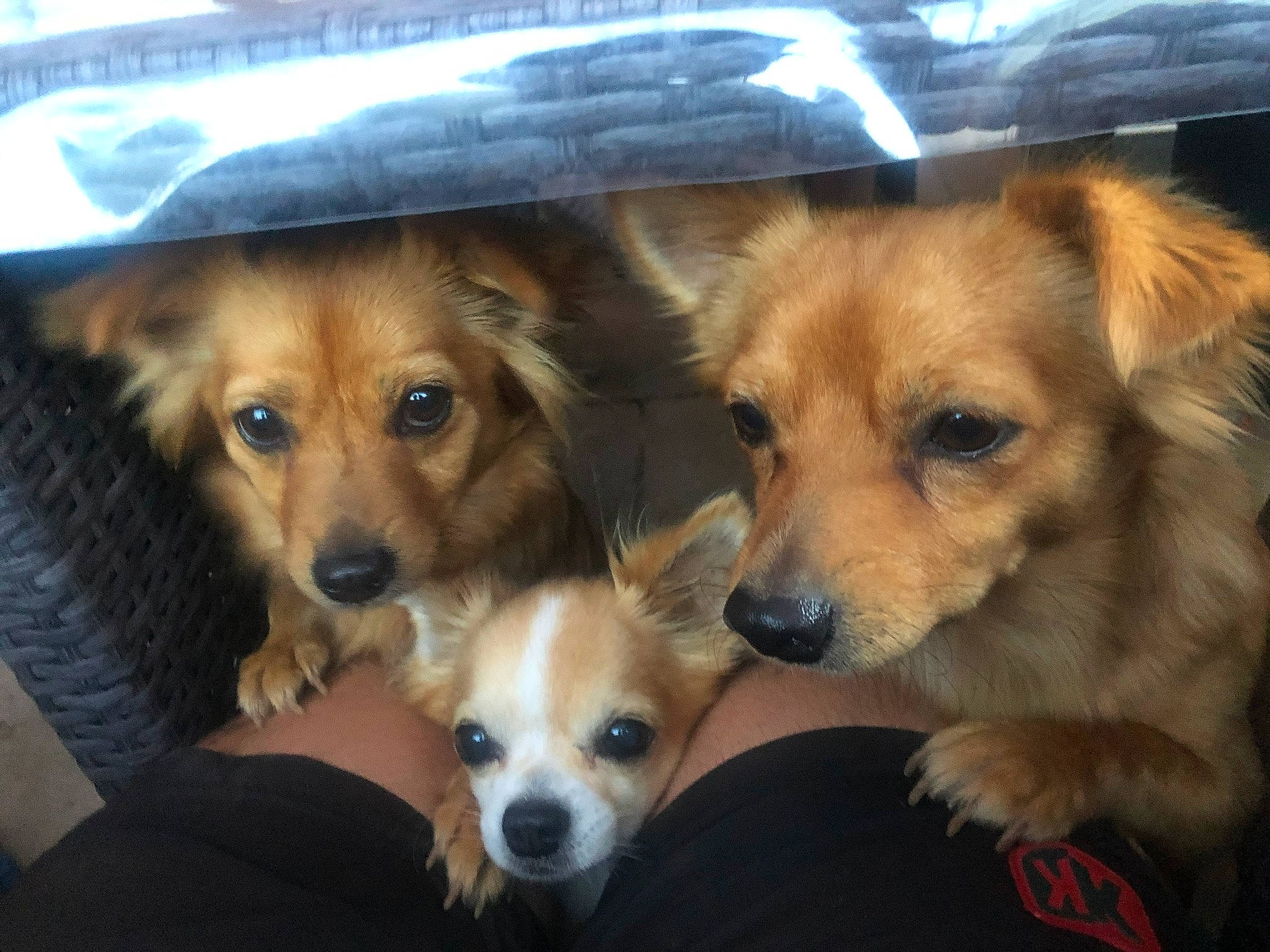 Pato participe au concours pour gagner de l'argent avec cette photo : canidae, cardigan_welsh_corgi, carnivore, chihuahua, companion_dog, corgi_chihuahua, dog, dog_breed, mammal, nose, puppy, puppy_love, rare_breed_dog, small_greek_domestic_dog, snout, sporting_group, whiskers