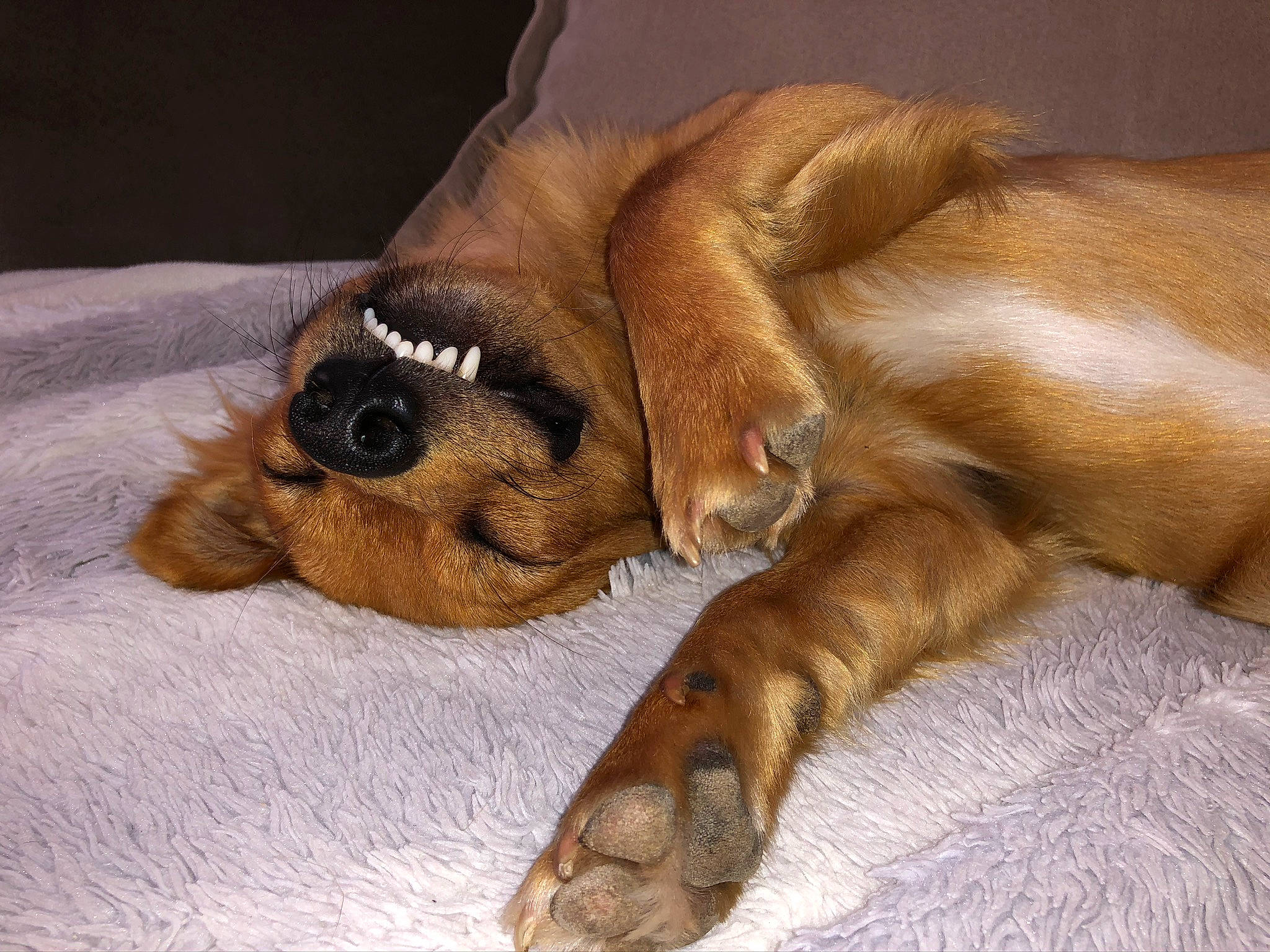 Pato participe au concours pour gagner de l'argent avec cette photo : canidae, carnivore, cocker_spaniel, companion_dog, dog, dog_breed, fawn, mammal, paw, puppy, puppy_love, rhodesian_ridgeback, snout, spaniel, sporting_group