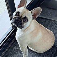 April a rejoint le concours — aidez-le/la à gagner de superbes lots ! dog, french_bulldog, pet, animal, indoor, mat, floor, window, glass_door, looking_up, ears, cute, companion, domestic, portrait, sitting, fur, canine, expression, waiting