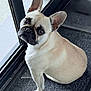 dog, french_bulldog, pet, animal, indoor, mat, floor, window, glass_door, looking_up, ears, cute, companion, domestic, portrait, sitting, fur, canine, expression, waiting