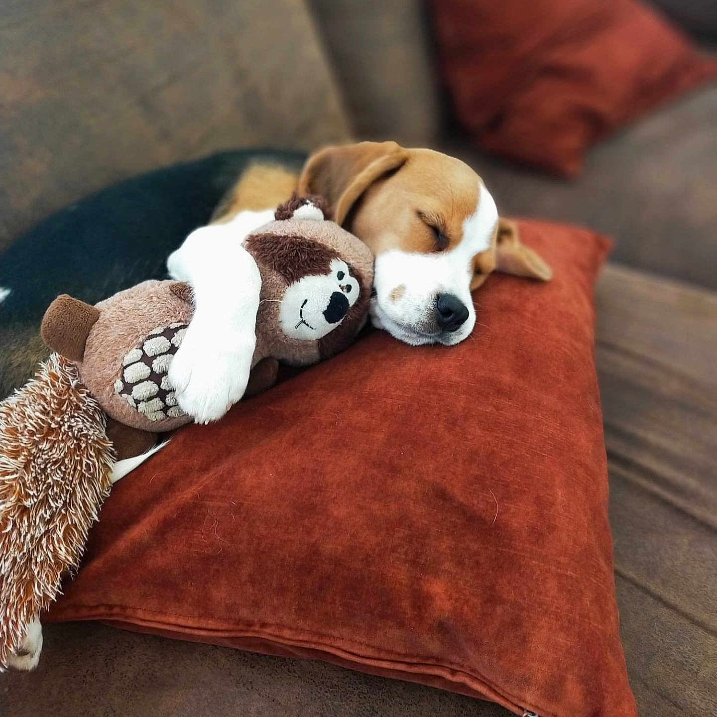 Charlie a rejoint le concours — aidez-le/la à gagner de superbes lots ! animal, black, brown, companion, couch, cozy, cute, dog, fur, indoor, pet, pillow, plush_toy, puppy, relaxing, resting, sleeping, snuggling, soft, white