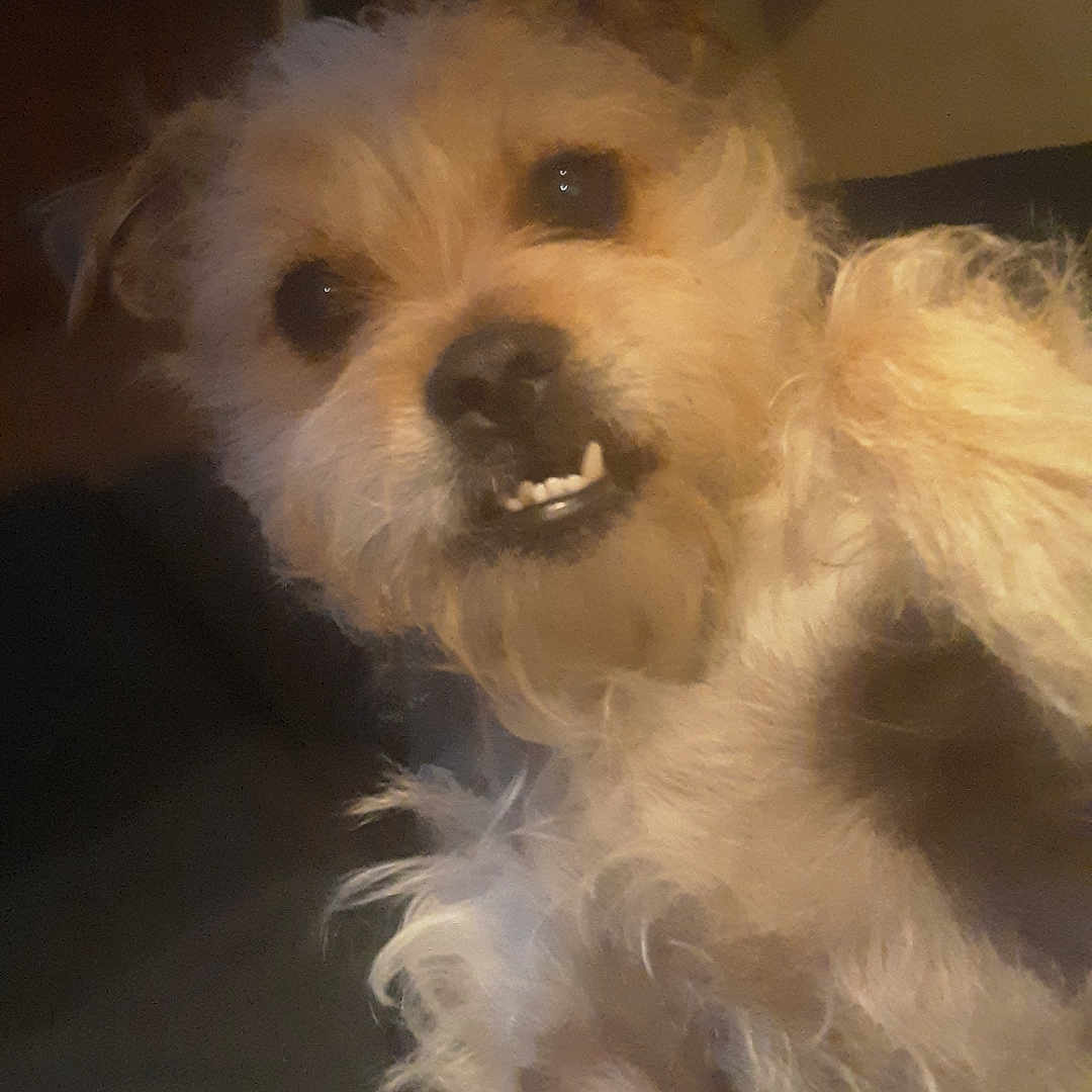 Cobee is registered to the contest to win money with this photo: affenpinscher, animal, canine, cockerspaniel, dog, eskimodog, head, papillon, person, pet, poodle, puppy, terrier, whitedog