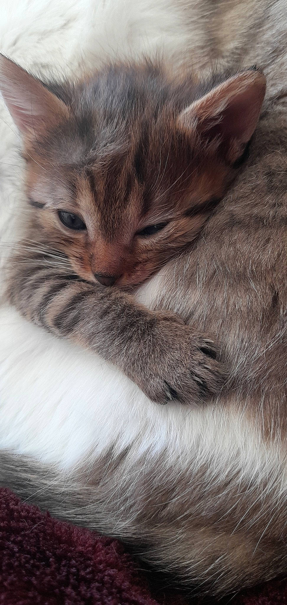 Tokyo participe au concours pour gagner de l'argent avec cette photo : carnivore, cat, claw, comfort, domestic_short_haired_cat, felidae, fur, nap, paw, sky, sleep, small_to_medium_sized_cats, snout, tail, terrestrial_animal, whiskers, wildlife