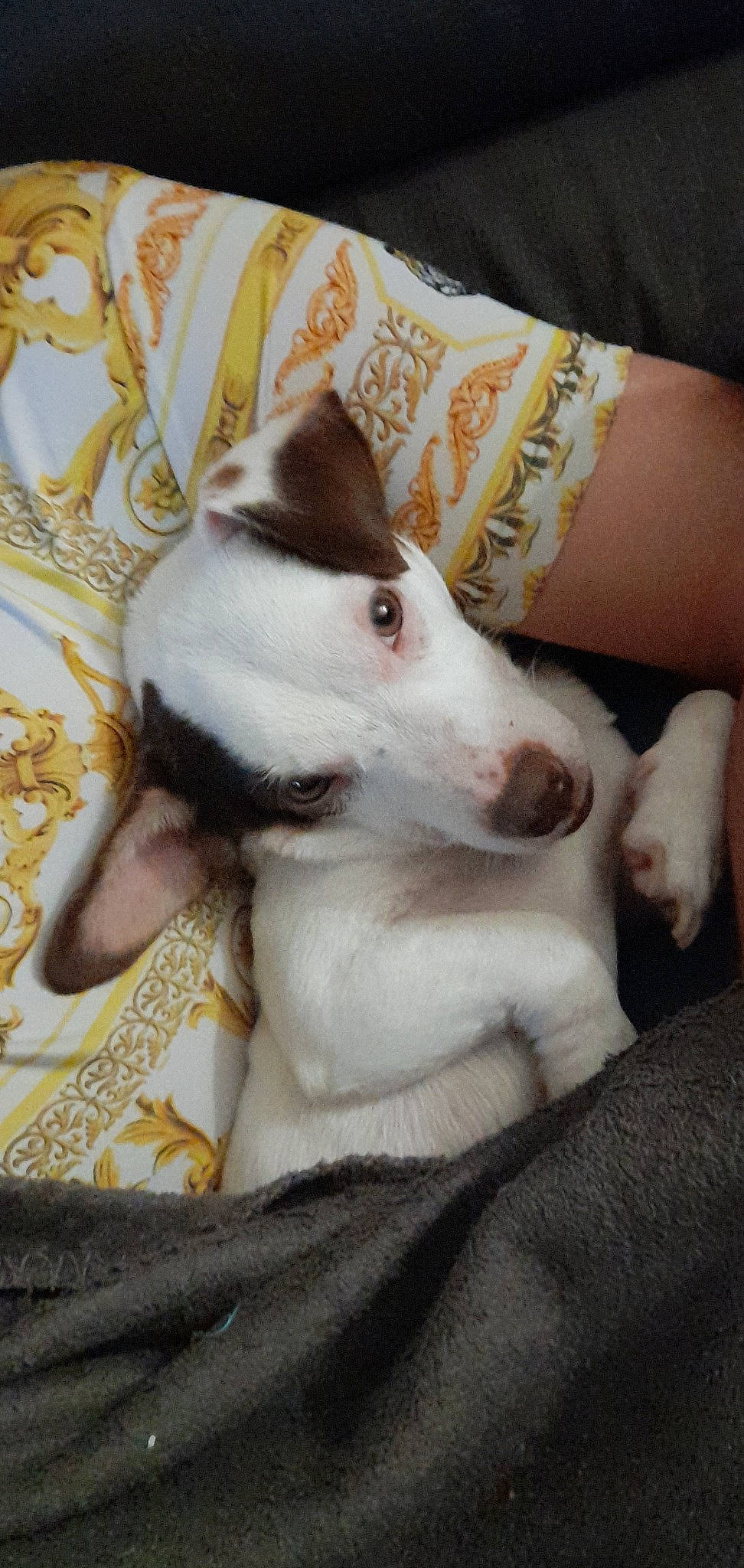 Kiko participe au concours pour gagner de l'argent avec cette photo : canidae, carnivore, collar, comfort, companion_dog, dog, dog_breed, ear, fur, non_sporting_group, sighthound, sporting_group, whiskers, working_animal