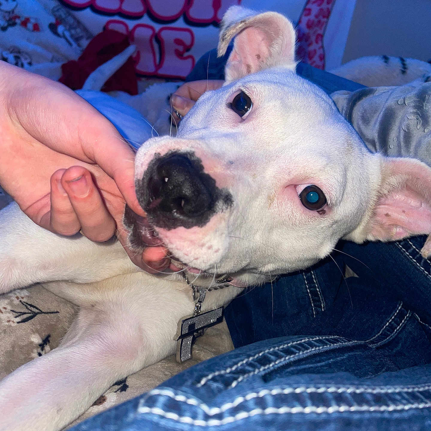 Nova joined the competition — help win amazing prizes! animal, bodypart, boxer, bulldog, canine, clothing, couch, dog, finger, frenchbulldog, furniture, hand, hound, jeans, pants, person, pet, pitbull, puppy, whitedog