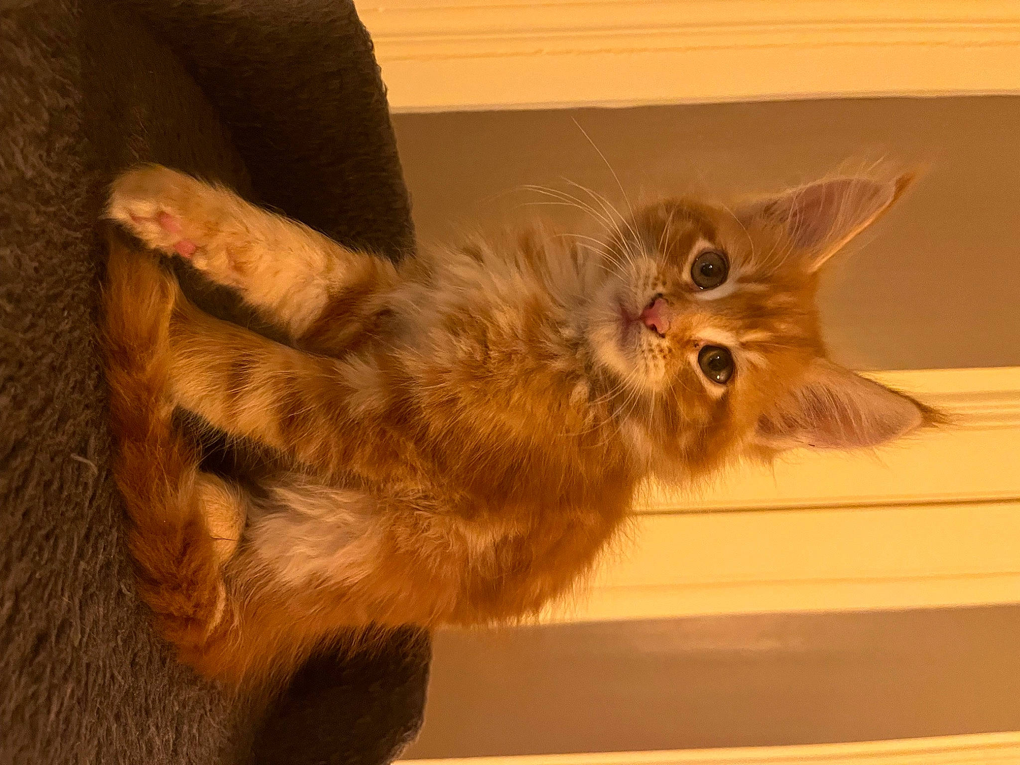 Ukas participe au concours pour gagner de l'argent avec cette photo : british_longhair, carnivore, cat, claw, domestic_short_haired_cat, fawn, felidae, fur, hardwood, liver, paw, small_to_medium_sized_cats, snout, tail, terrestrial_animal, whiskers, window, wood