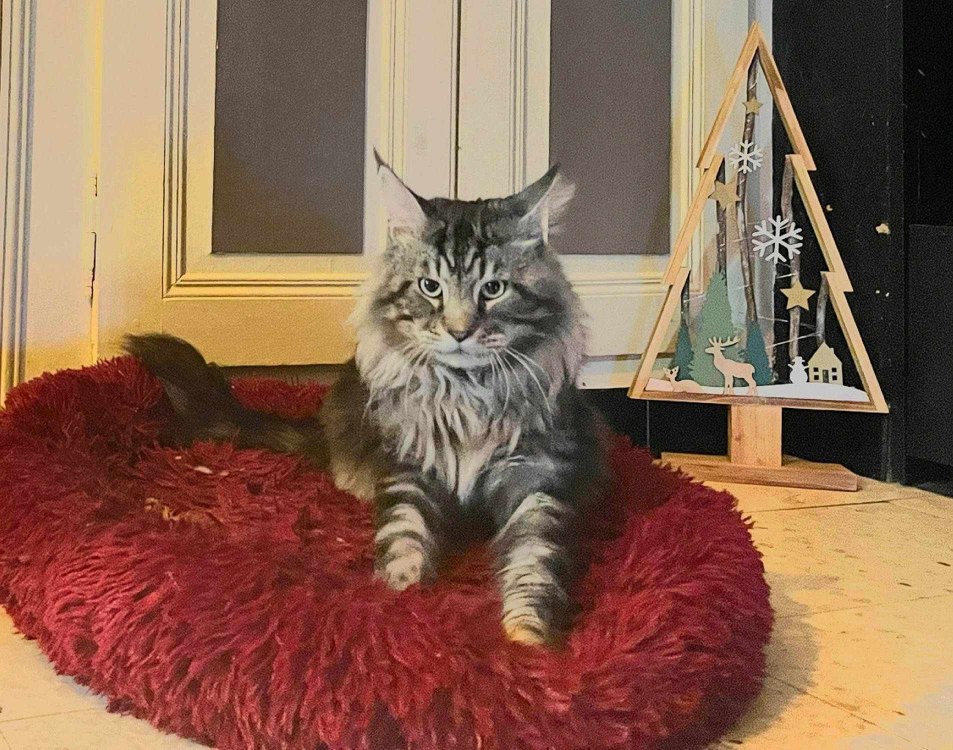 Pablo a rejoint le concours — aidez-le/la à gagner de superbes lots ! carnivore, cat, claw, comfort, domestic_short_haired_cat, door, felidae, floor, flooring, fur, grey, hardwood, pattern, paw, plant, small_to_medium_sized_cats, tail, whiskers, window, wood