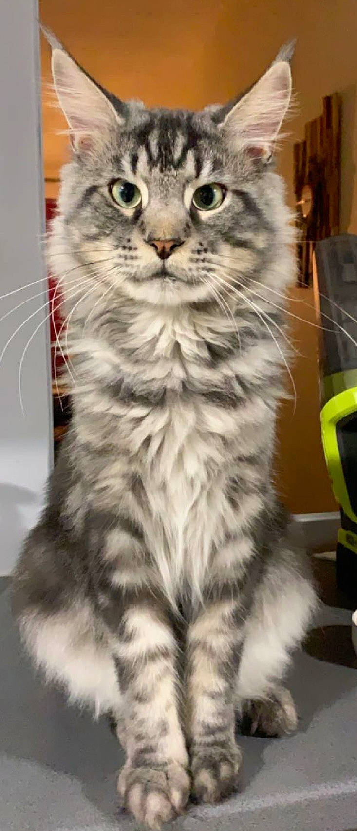 Pablo participe au concours pour gagner de l'argent avec cette photo : carnivore, cat, domestic_short_haired_cat, felidae, fur, photo_caption, photograph, photography, siberian, small_to_medium_sized_cats, snapshot, snout, terrestrial_animal, whiskers