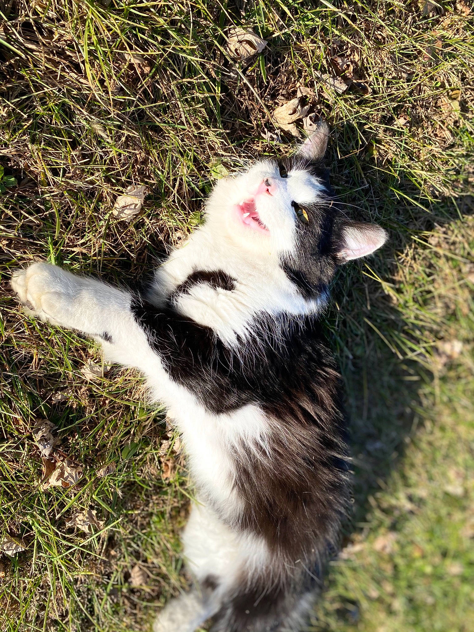 Selena joined the competition — help win amazing prizes! carnivore, cat, facial_expression, felidae, fur, grass, grass_family, organism, paw, small_to_medium_sized_cats, tail, terrestrial_animal, whiskers