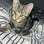 Sally participe au concours pour gagner de l'argent avec cette photo : cat, kitten, tabby, indoor, bed, bedding, striped, pet, animal, cute, fur, whiskers, ears, eyes, tongue, lying_down, playful, young, domestic, feline