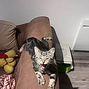 Sally participe au concours pour gagner de l'argent avec cette photo : kitten, cat, tabby, couch, armrest, pet, indoor, playful, furniture, blanket, plush_toy, floor, wood_floor, mouth_open, whiskers, claws, domestic_cat, relaxed, happy, shadow