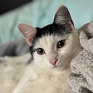 Aneth participe au concours pour gagner de l'argent avec cette photo : animal, black_and_white, blanket, cat, close_up, cozy, cute, domestic_cat, eyes, face, feline, fur, indoor, lying_down, pet, pink_nose, portrait, relaxed, soft_texture, whiskers