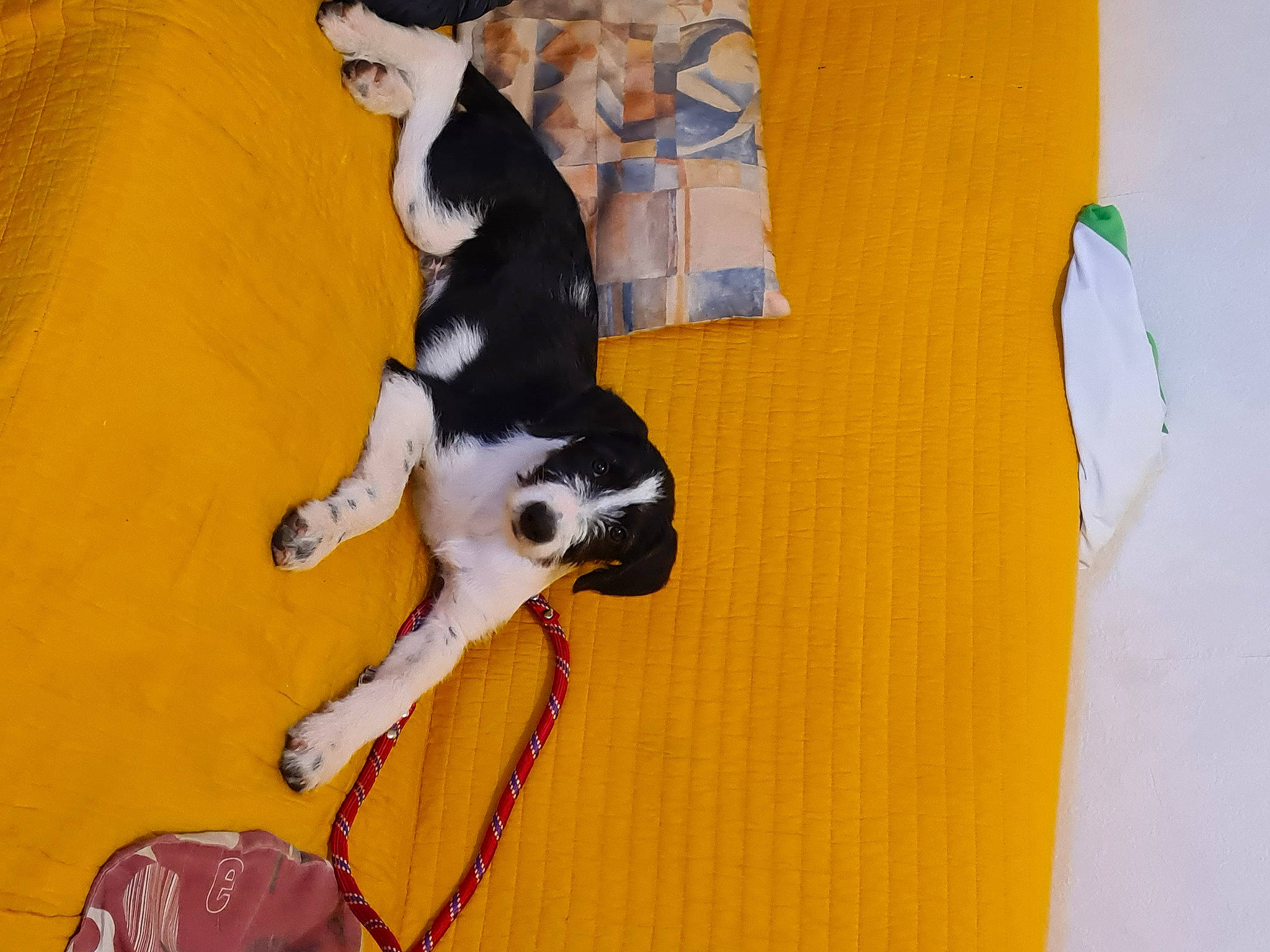 Raven a rejoint le concours — aidez-le/la à gagner de superbes lots ! carnivore, comfort, companion_dog, couch, dog, dog_breed, fawn, felidae, flooring, fur, hat, paw, small_to_medium_sized_cats, sporting_group, stuffed_toy, tail, toy, whiskers, wood, working_animal