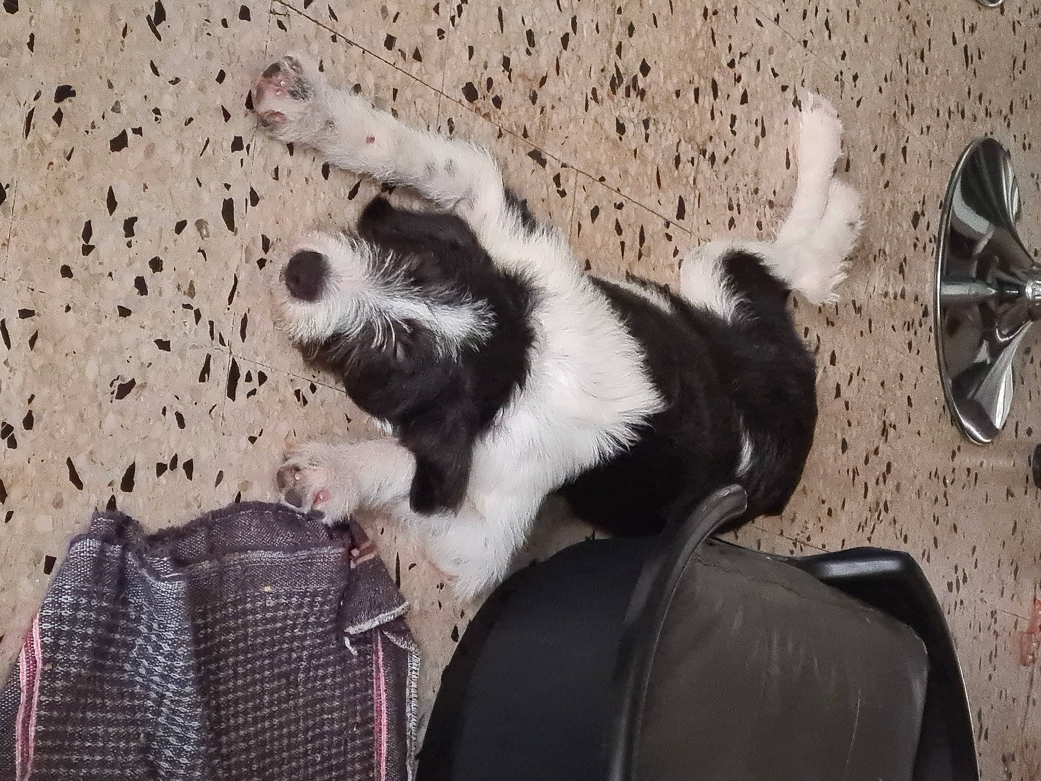 Raven a rejoint le concours — aidez-le/la à gagner de superbes lots ! bag, basket, canidae, carnivore, claw, companion_dog, dog, dog_breed, felidae, fur, luggage_and_bags, pattern, paw, shadow, small_to_medium_sized_cats, storage_basket, tail, terrestrial_animal, whiskers, wicker