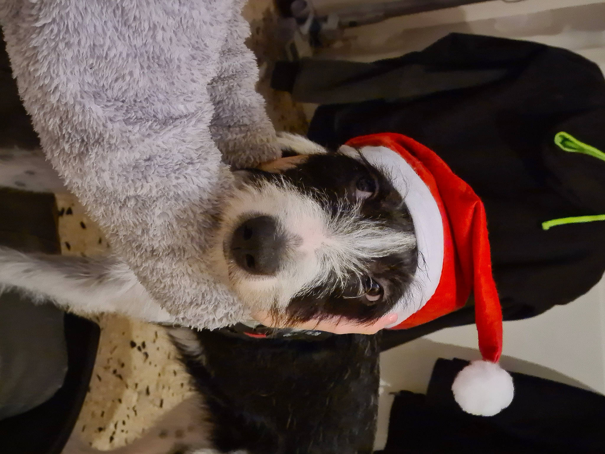 Raven participe au concours pour gagner de l'argent avec cette photo : canidae, carmine, carnivore, claw, companion_dog, dog, dog_breed, dog_clothes, dog_supply, fur, non_sporting_group, paw, snout, sporting_group, tail, terrestrial_animal, toy_dog, whiskers, working_animal